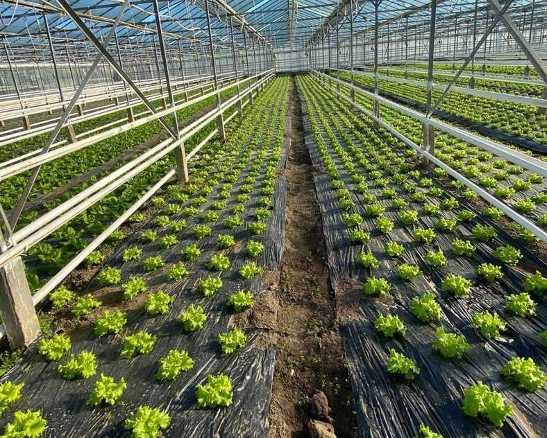 Agriculture