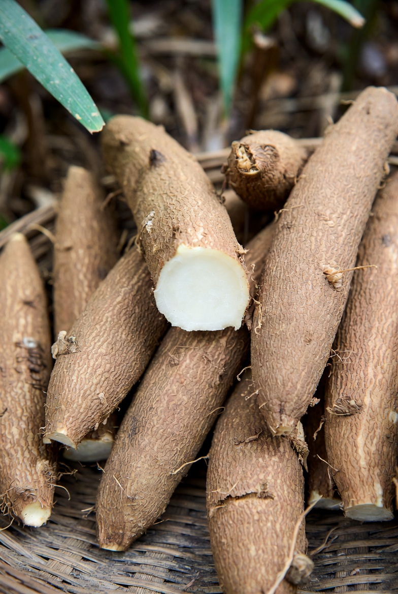 Manioc frais