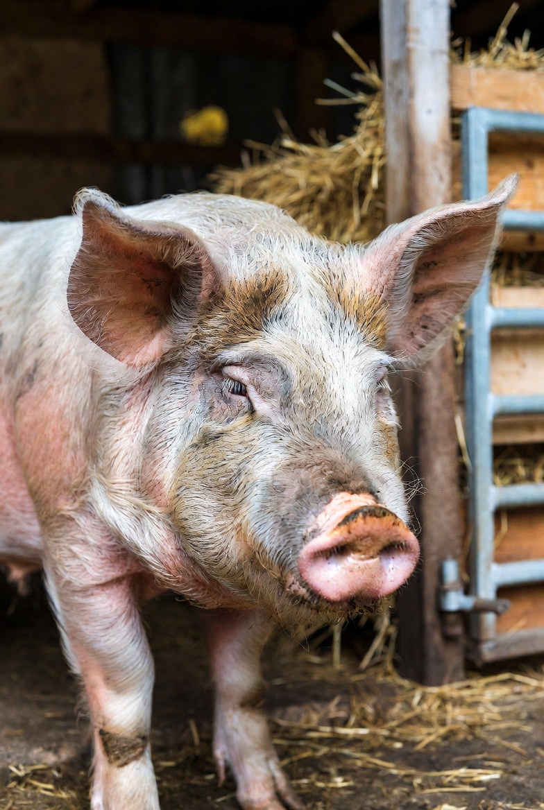 Porc sur pied