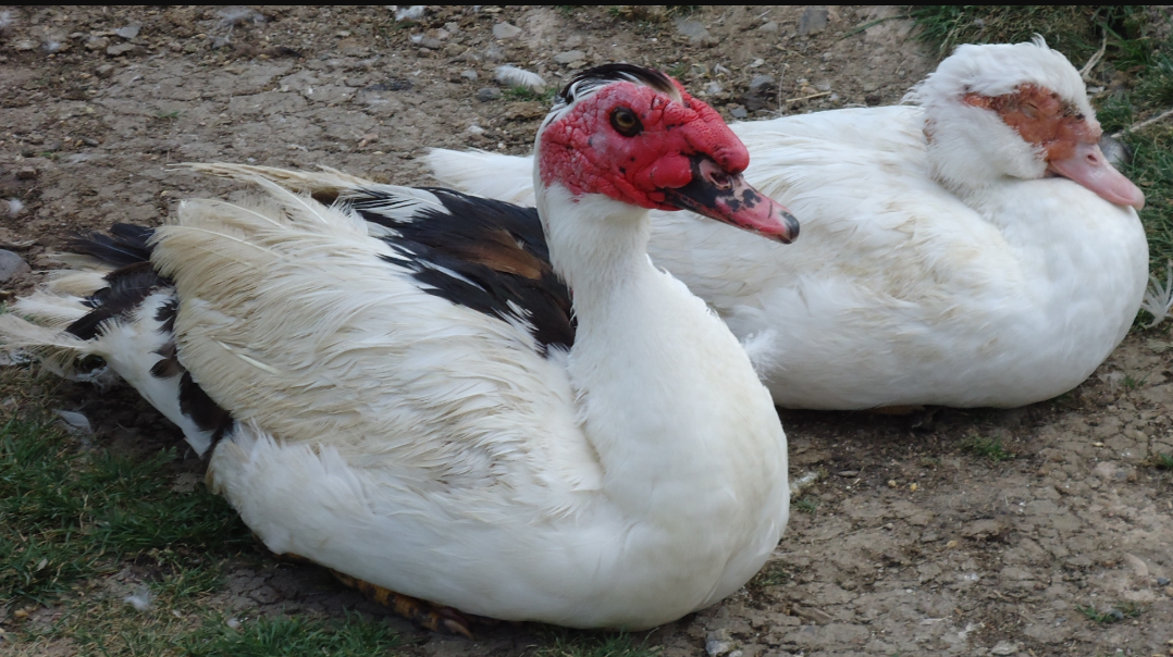Canard