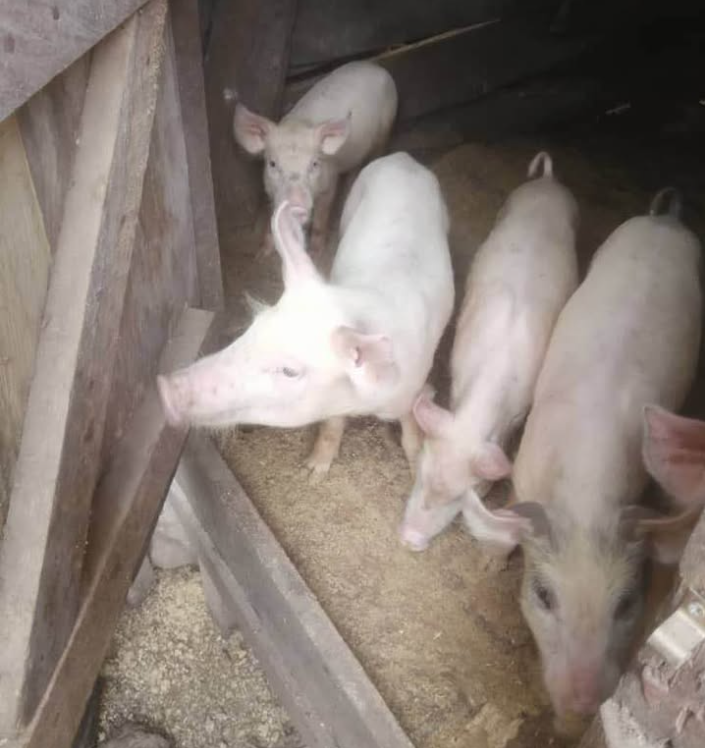 Porcelet sevré